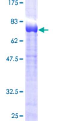 SDS-PAGE: Recombinant Human SNX8 GST (N-Term) Protein [H00029886-P01]