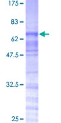 SDS-PAGE: Recombinant Human TRA2A GST (N-Term) Protein [H00029896-P01]