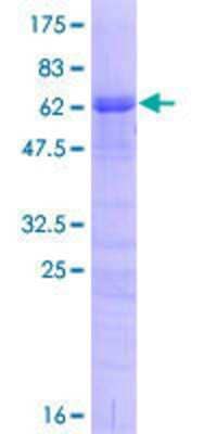 SDS-PAGE: Recombinant Human TRA2A GST (N-Term) Protein [H00029896-P02]