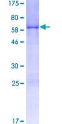 SDS-PAGE: Recombinant Human CCDC106 GST (N-Term) Protein [H00029903-P01]