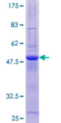 SDS-PAGE: Recombinant Human TIMM22 GST (N-Term) Protein [H00029928-P01]