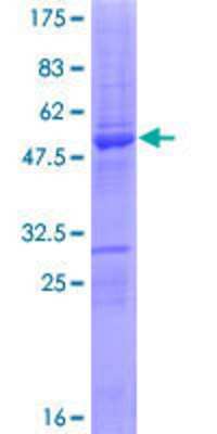 SDS-PAGE: Recombinant Human SERTAD3 GST (N-Term) Protein [H00029946-P01]