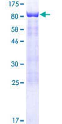 SDS-PAGE: Recombinant Human SCHIP1 GST (N-Term) Protein [H00029970-P01]