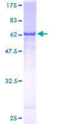 SDS-PAGE: Recombinant Human WDR42A GST (N-Term) Protein [H00050717-P01]