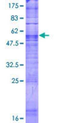 SDS-PAGE: Recombinant Human TAS2R7 GST (N-Term) Protein [H00050837-P01]