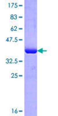 SDS-PAGE: Recombinant Human IMPG2 GST (N-Term) Protein [H00050939-Q01]