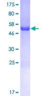 SDS-PAGE: Recombinant Human coiled-coil domain containing 53 GST (N-Term) Protein [H00051019-P01]