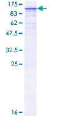 SDS-PAGE: Recombinant Human TNNI3K GST (N-Term) Protein [H00051086-P01]