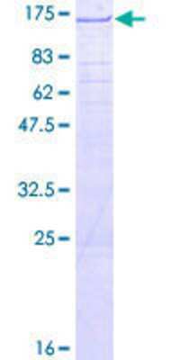 SDS-PAGE: Recombinant Human TTC15 GST (N-Term) Protein [H00051112-P01]