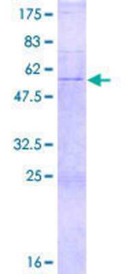 SDS-PAGE: Recombinant Human COQ4 GST (N-Term) Protein [H00051117-P01]