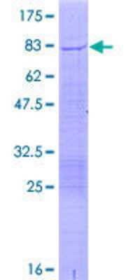 SDS-PAGE: Recombinant Human TRIM17 GST (N-Term) Protein [H00051127-P01]