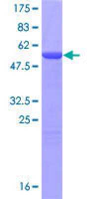 SDS-PAGE: Recombinant Human ING4 GST (N-Term) Protein [H00051147-P01]