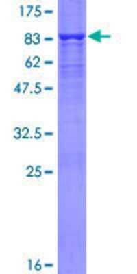 SDS-PAGE: Recombinant Human CYB5R4 GST (N-Term) Protein [H00051167-P01]