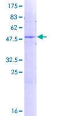 SDS-PAGE: Recombinant Human FKBP11 GST (N-Term) Protein [H00051303-P01]