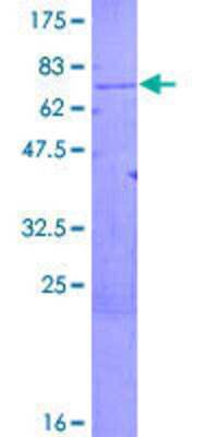 SDS-PAGE: Recombinant Human ARMCX1 GST (N-Term) Protein [H00051309-P01]