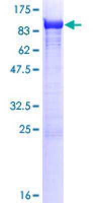 SDS-PAGE: Recombinant Human TXNDC3 GST (N-Term) Protein [H00051314-P01]