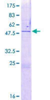 SDS-PAGE: Recombinant Human ZNF771 GST (N-Term) Protein [H00051333-P01]