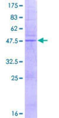 SDS-PAGE: Recombinant Human MS4A4A GST (N-Term) Protein [H00051338-P01]