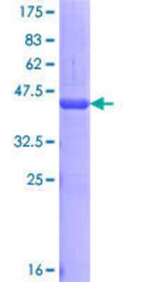 SDS-PAGE: Recombinant Human Dact1 GST (N-Term) Protein [H00051339-Q01]