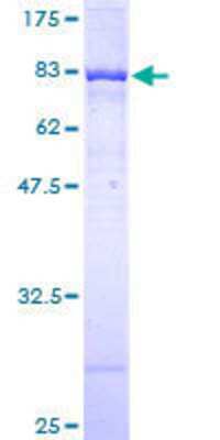 SDS-PAGE: Recombinant Human DNA Polymerase Kappa GST (N-Term) Protein [H00051426-P01]