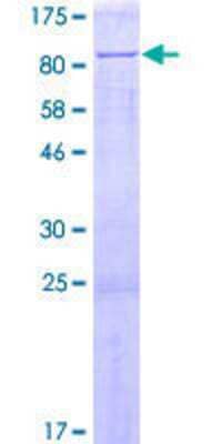 SDS-PAGE: Recombinant Human CTDSPL2 GST (N-Term) Protein [H00051496-P01]