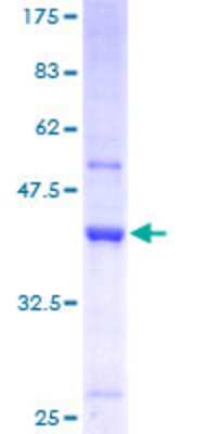 SDS-PAGE: Recombinant Human HPSC152 GST (N-Term) Protein [H00051504-P01]