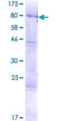 SDS-PAGE: Recombinant Human CGI-09 GST (N-Term) Protein [H00051605-P01]