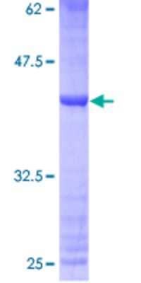 SDS-PAGE: Recombinant Human MRPS33 GST (N-Term) Protein [H00051650-P01]