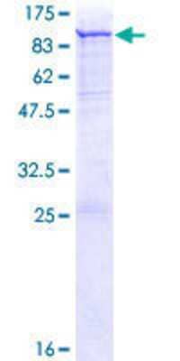 SDS-PAGE: Recombinant Human PAD3 GST (N-Term) Protein [H00051702-P01]