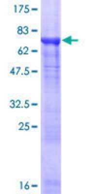 SDS-PAGE: Recombinant Human Tubulin alpha-8 GST (N-Term) Protein [H00051807-P01]