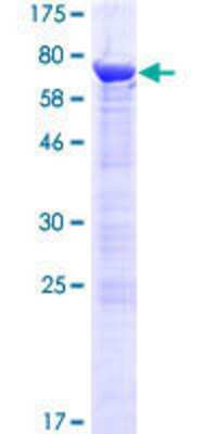 SDS-PAGE: Recombinant Human PHAX GST (N-Term) Protein [H00051808-P01]