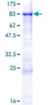 SDS-PAGE: Recombinant Human SHC3 GST (N-Term) Protein [H00053358-P01]