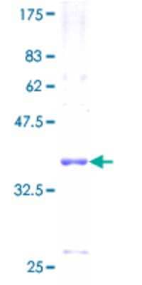 SDS-PAGE: Recombinant Human FXYD6 GST (N-Term) Protein [H00053826-P01]