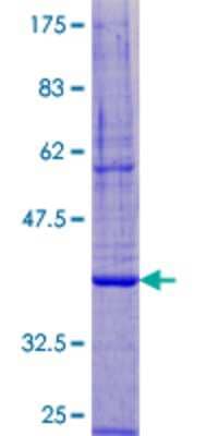 SDS-PAGE: Recombinant Human DPM3 GST (N-Term) Protein [H00054344-P01]