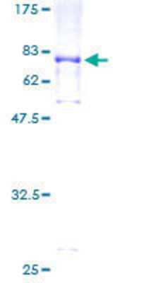 SDS-PAGE: Recombinant Human SLC38A2 GST (N-Term) Protein [H00054407-P01]