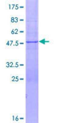 SDS-PAGE: Recombinant Human FBXW5 GST (N-Term) Protein [H00054461-P01]