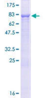 SDS-PAGE: Recombinant Human CCDC76 GST (N-Term) Protein [H00054482-P01]