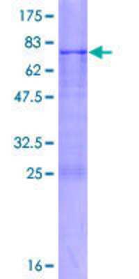 SDS-PAGE: Recombinant Human ADAMTSL4 GST (N-Term) Protein [H00054507-P01]