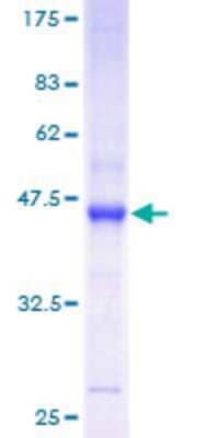 SDS-PAGE: Recombinant Human RhoF GST (N-Term) Protein [H00054509-P01]