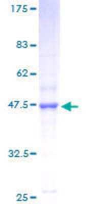 SDS-PAGE: Recombinant Human NDUFB11 GST (N-Term) Protein [H00054539-P01]