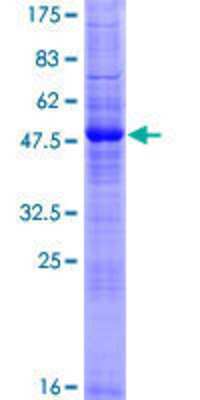 SDS-PAGE: Recombinant Human RNF186 GST (N-Term) Protein [H00054546-P01]