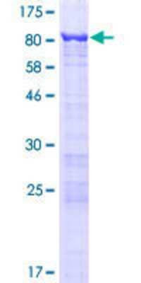 SDS-PAGE: Recombinant Human GNL3L GST (N-Term) Protein [H00054552-P01]