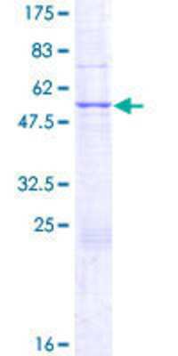 SDS-PAGE: Recombinant Human mpp8 GST (N-Term) Protein [H00054737-P01]