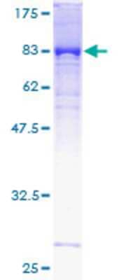 SDS-PAGE: Recombinant Human KLHDC4 GST (N-Term) Protein [H00054758-P01]