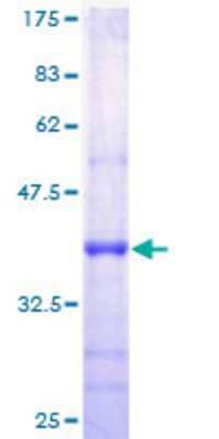 SDS-PAGE: Recombinant Human ROPN1 GST (N-Term) Protein [H00054763-P01]