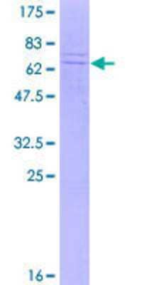 SDS-PAGE: Recombinant Human DNAJB12 GST (N-Term) Protein [H00054788-P01]