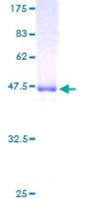 SDS-PAGE: Recombinant Human DEF8 GST (N-Term) Protein [H00054849-P01]