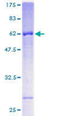 SDS-PAGE: Recombinant Human FbxL12 GST (N-Term) Protein [H00054850-P01]