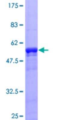 SDS-PAGE: Recombinant Human ZNF434 GST (N-Term) Protein [H00054925-P01]