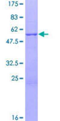 SDS-PAGE: Recombinant Human ZNF434 GST (N-Term) Protein [H00054925-P02]